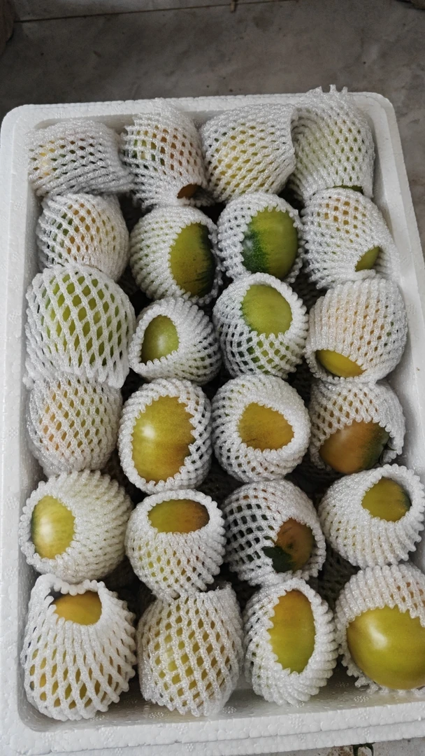 盘锦碱地草莓水果柿子精品小果5斤每个帐号限购1单