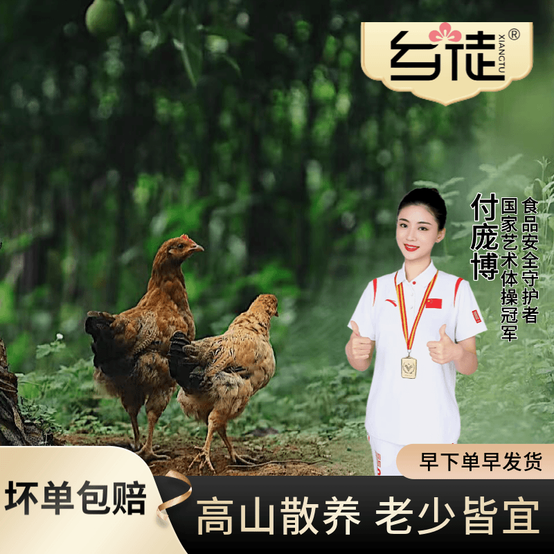 高山自然散养未打鸣的童子鸡以粮食虫草为食 单只重1.6-2斤 发2只