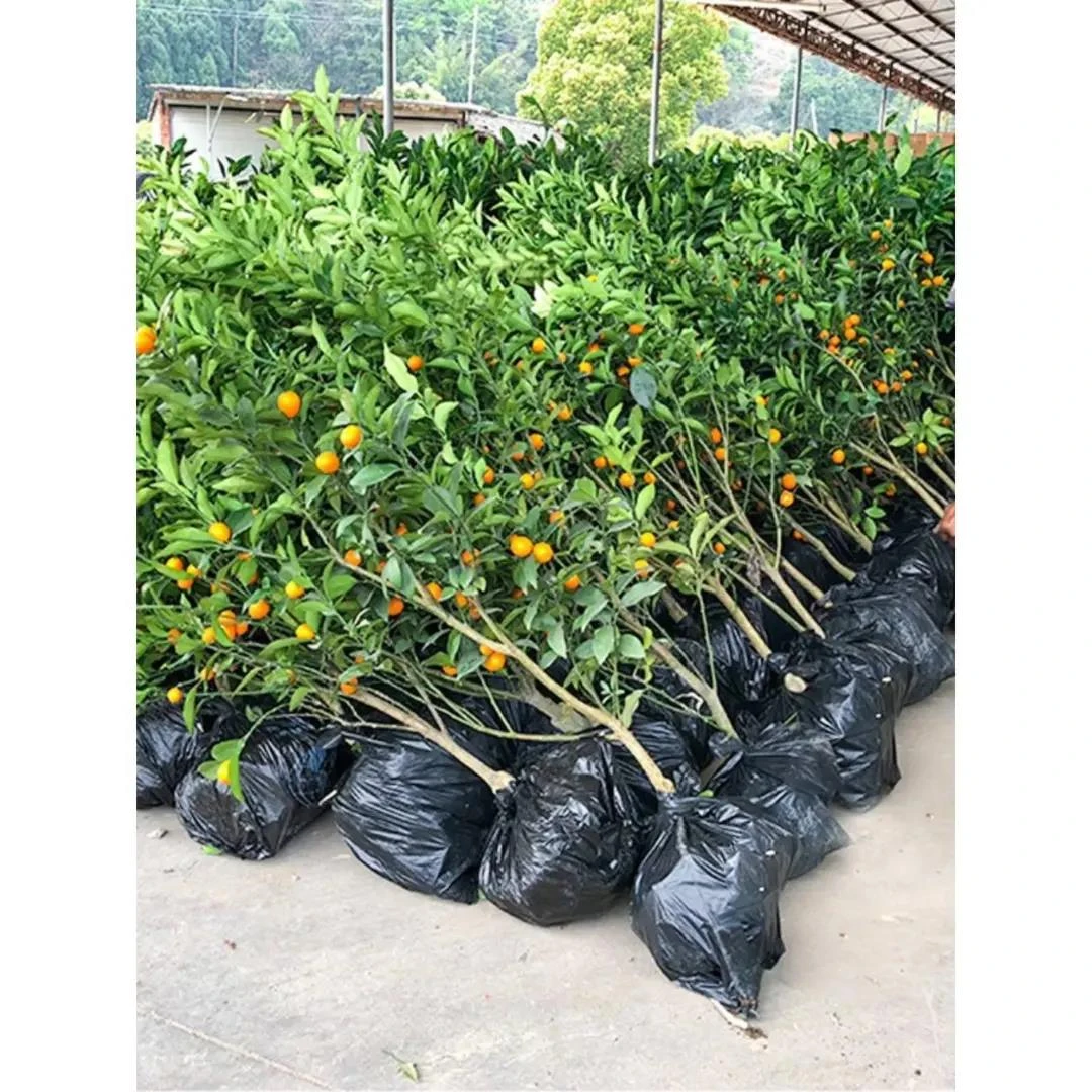 脆皮金桔带果发货盆栽树苗四季果树可食用橘子苗脆皮金橘室内常绿