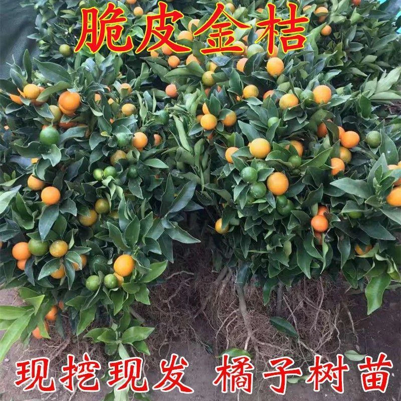 脆皮金桔树苖四季橘子金桔盆栽果树苖嫁接金桔树苗食用金桔