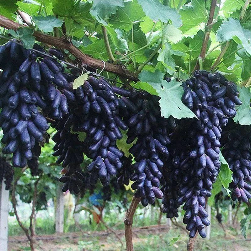 蓝宝石葡萄苗果树北方南方种植庭院爬藤地栽盆栽葡萄树苖当年结果