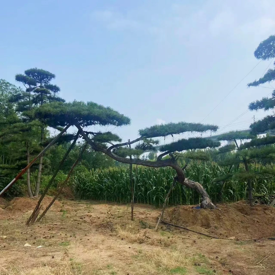 别墅庭院景观松黑松邻水写票造型园林绿化 [一物一拍]