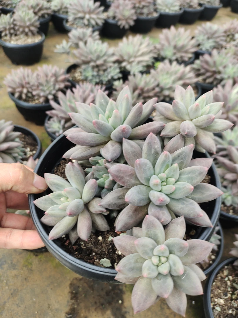 红蜻蜓多肉植物