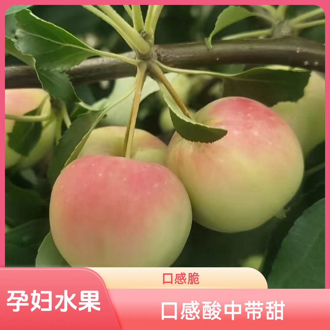 【东北特产海棠果】新鲜水果海棠果孕妇水果酸脆现摘发货