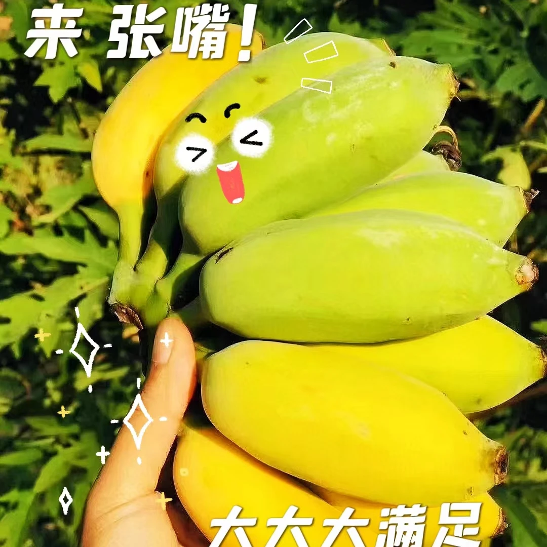 香蕉粉蕉苹果蕉香甜健康水果美味无农药绿色软糯天然成熟食用原产