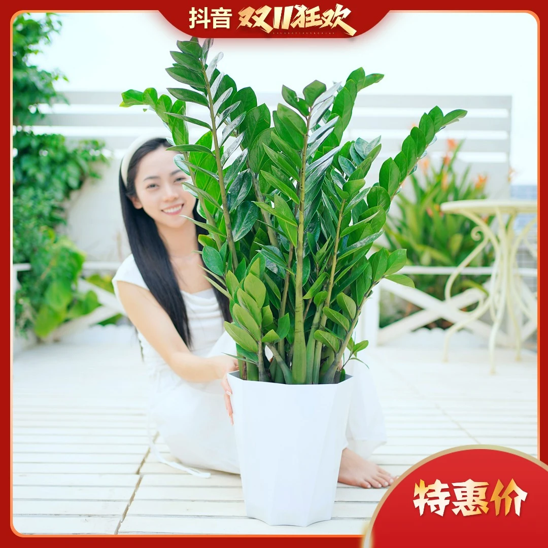【顺丰包邮】中大型金钱树【0.9米-1.1米】四季长青客厅办公室植物