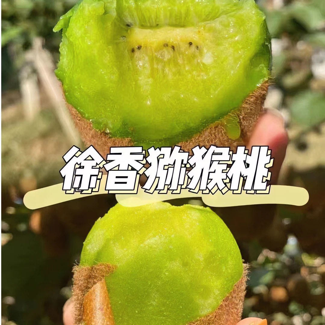 陕西周至正宗绿心徐香猕猴桃奇异果新鲜采摘现发孕妇水果鲜果整箱