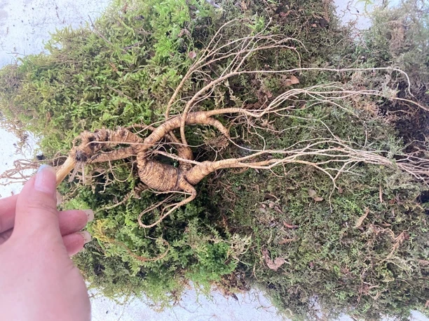 长白山野山参25年左右 单支