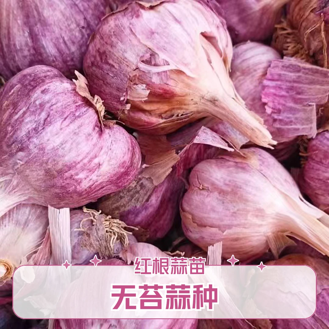 （无苔蒜种）24年正宗云南红根蒜苗种干蒜多瓣优质手工精选香辣包邮