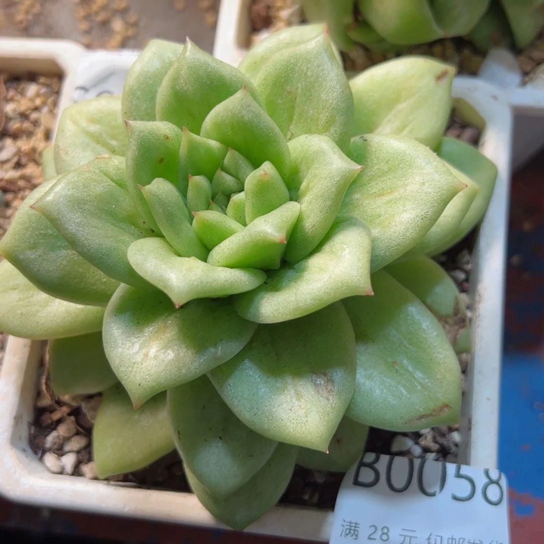 幸运的是我的朋友
