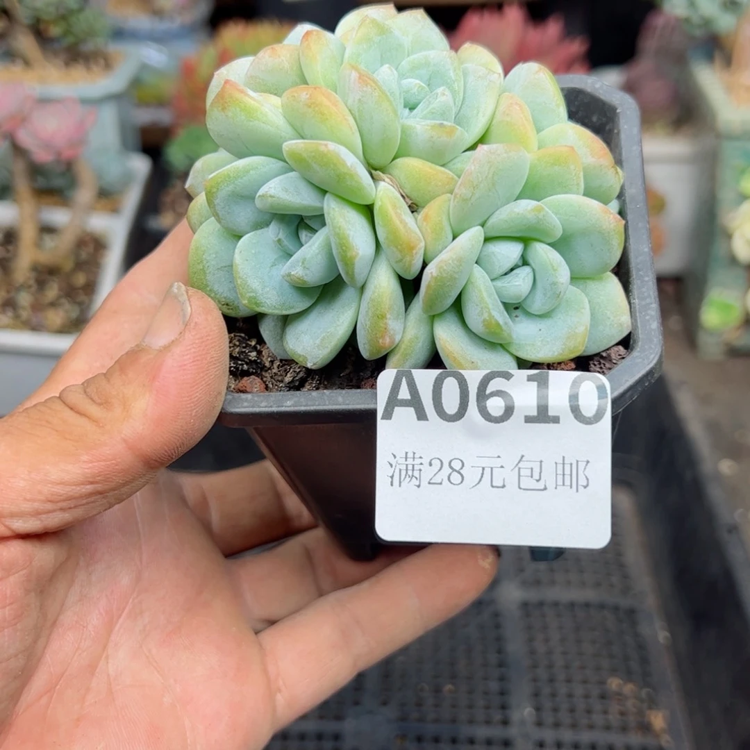 幸运的是我的朋友