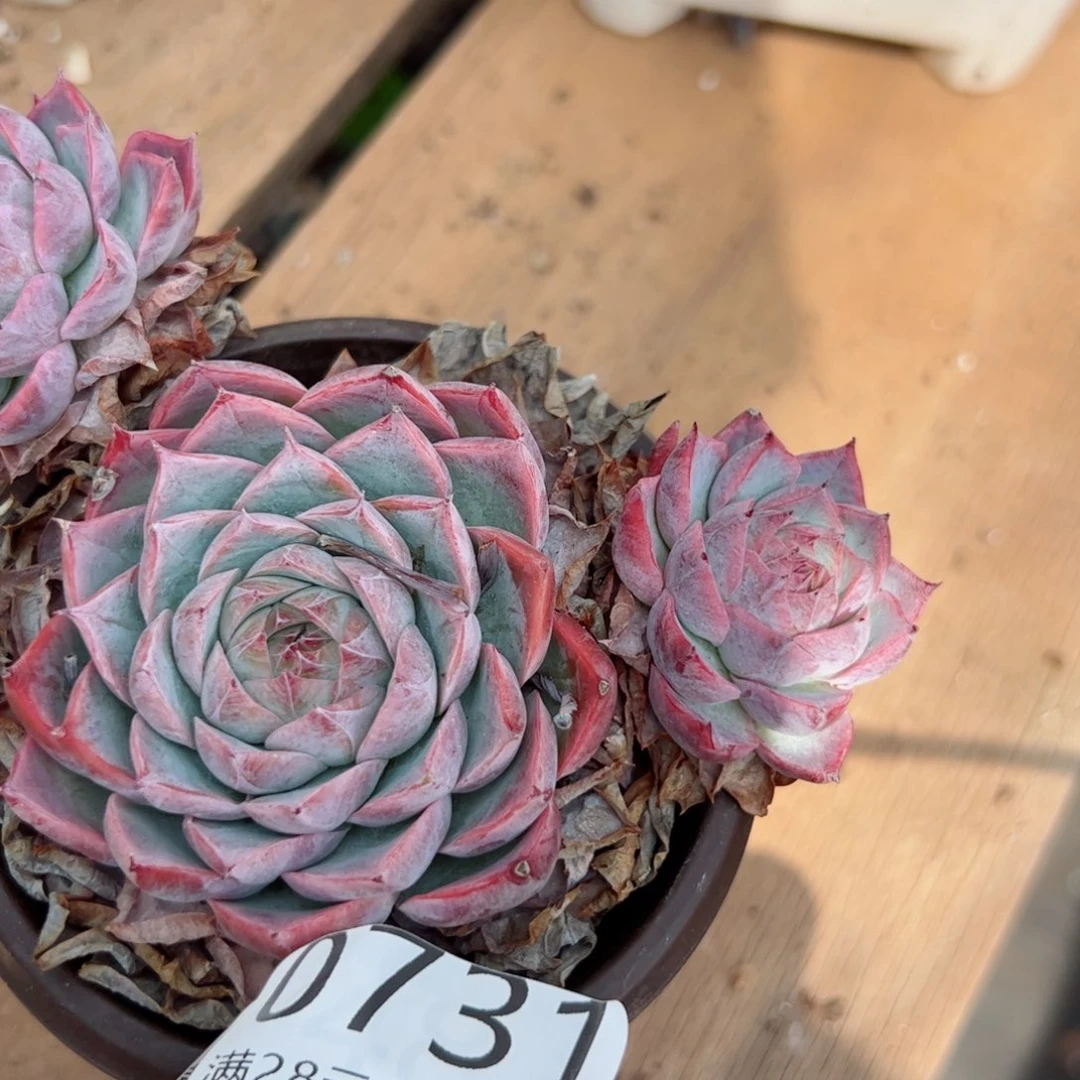 幸运的是你的朋友是