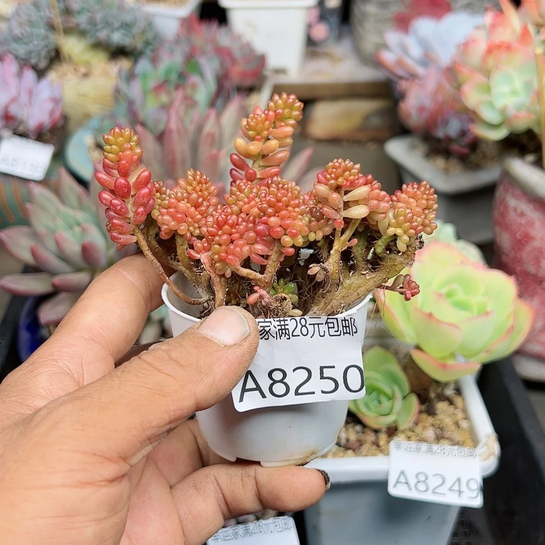 幸运的是我的朋友