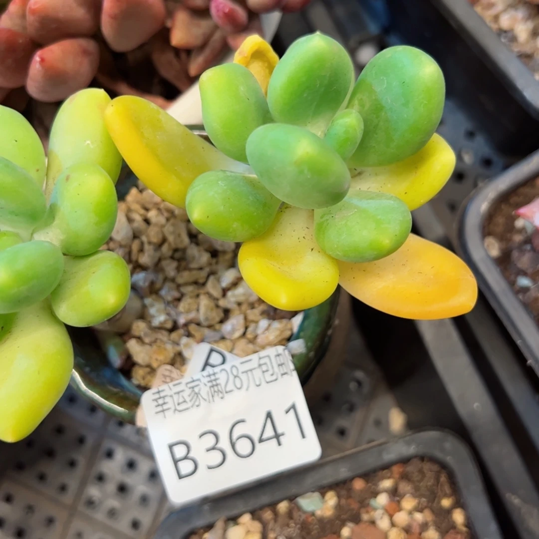 幸运颜色白色的哥的