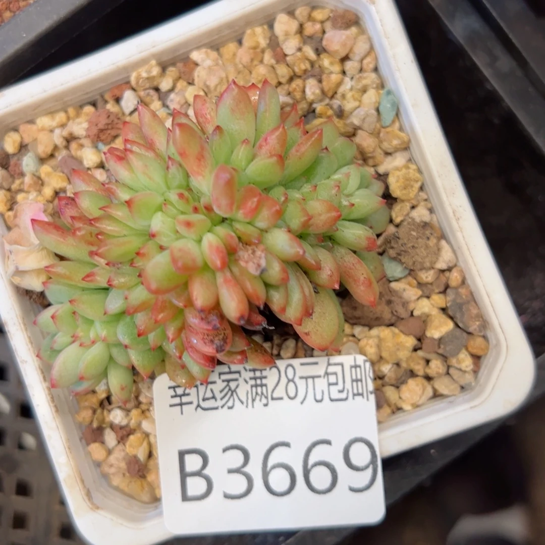 幸运的是我的朋友们都在这里等着你来