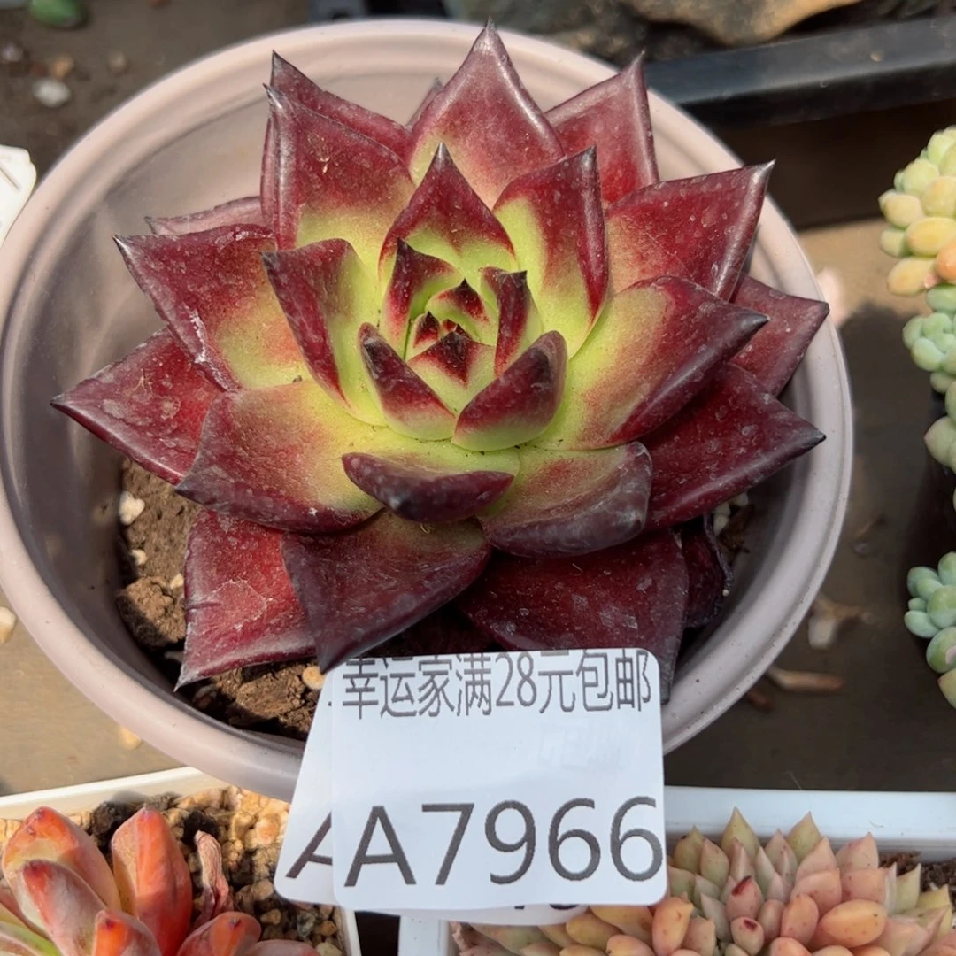 幸运的是我的朋友