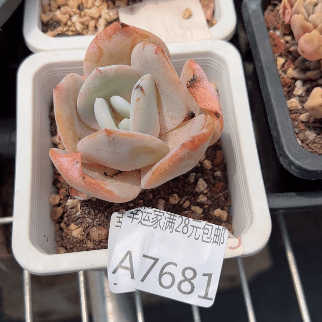 幸运的是我的朋友们一起