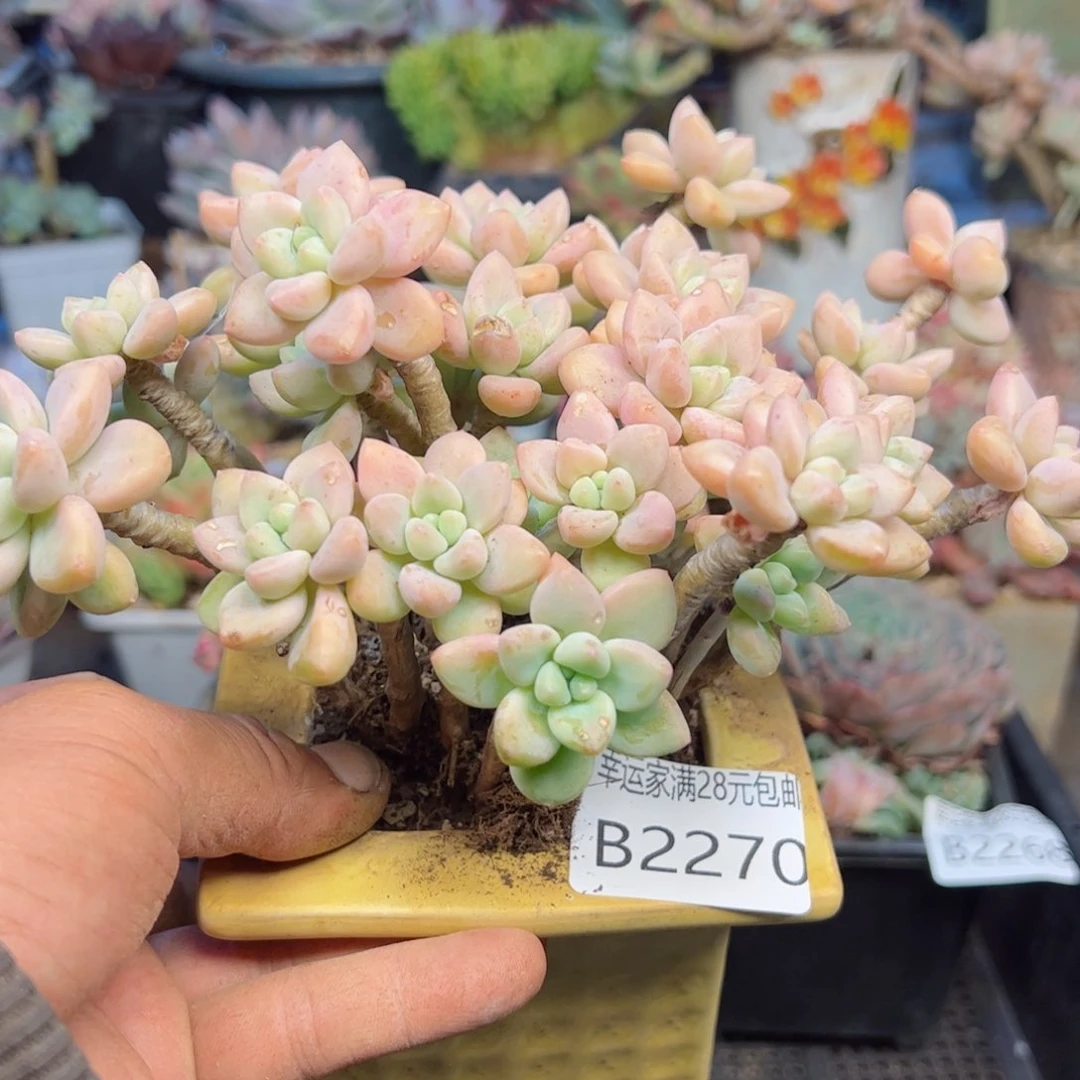 幸运的是我的朋友