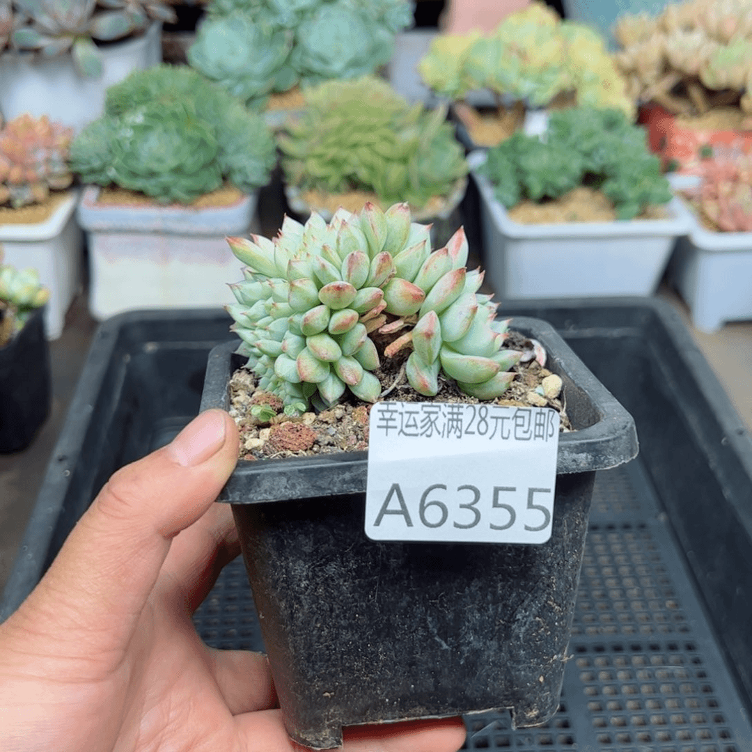 幸运的是我的朋友