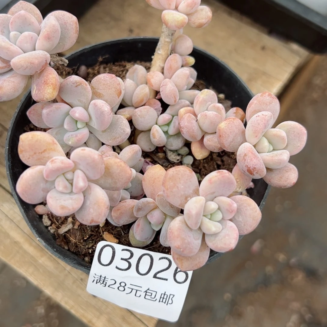 幸运颜色白色的小