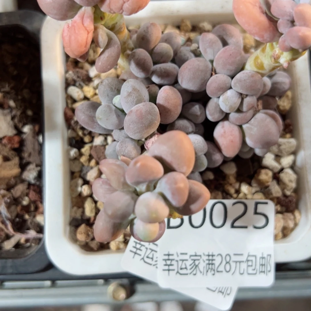 幸运的是我的朋友