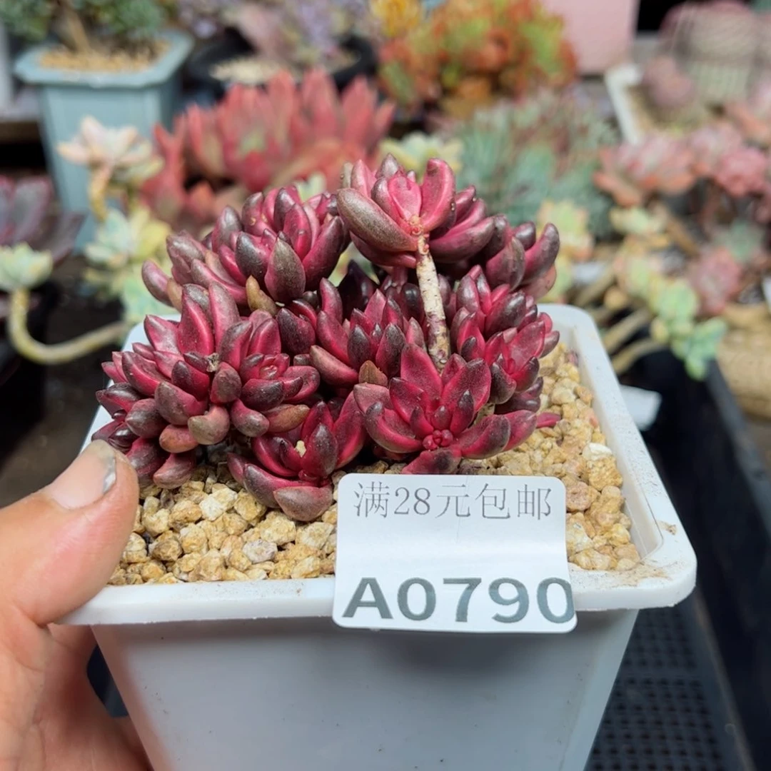幸运颜色白色的小