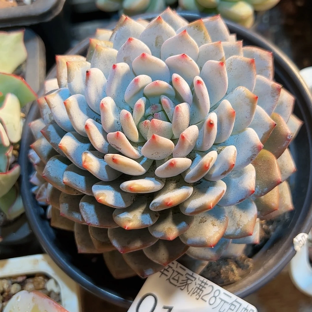 幸运的是我的朋友