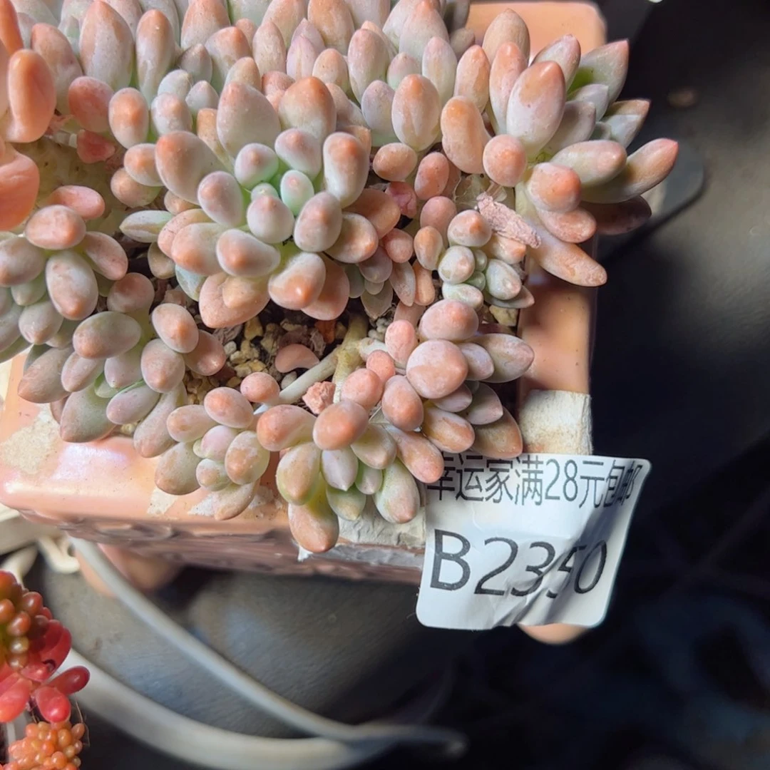 幸运颜色白色的小