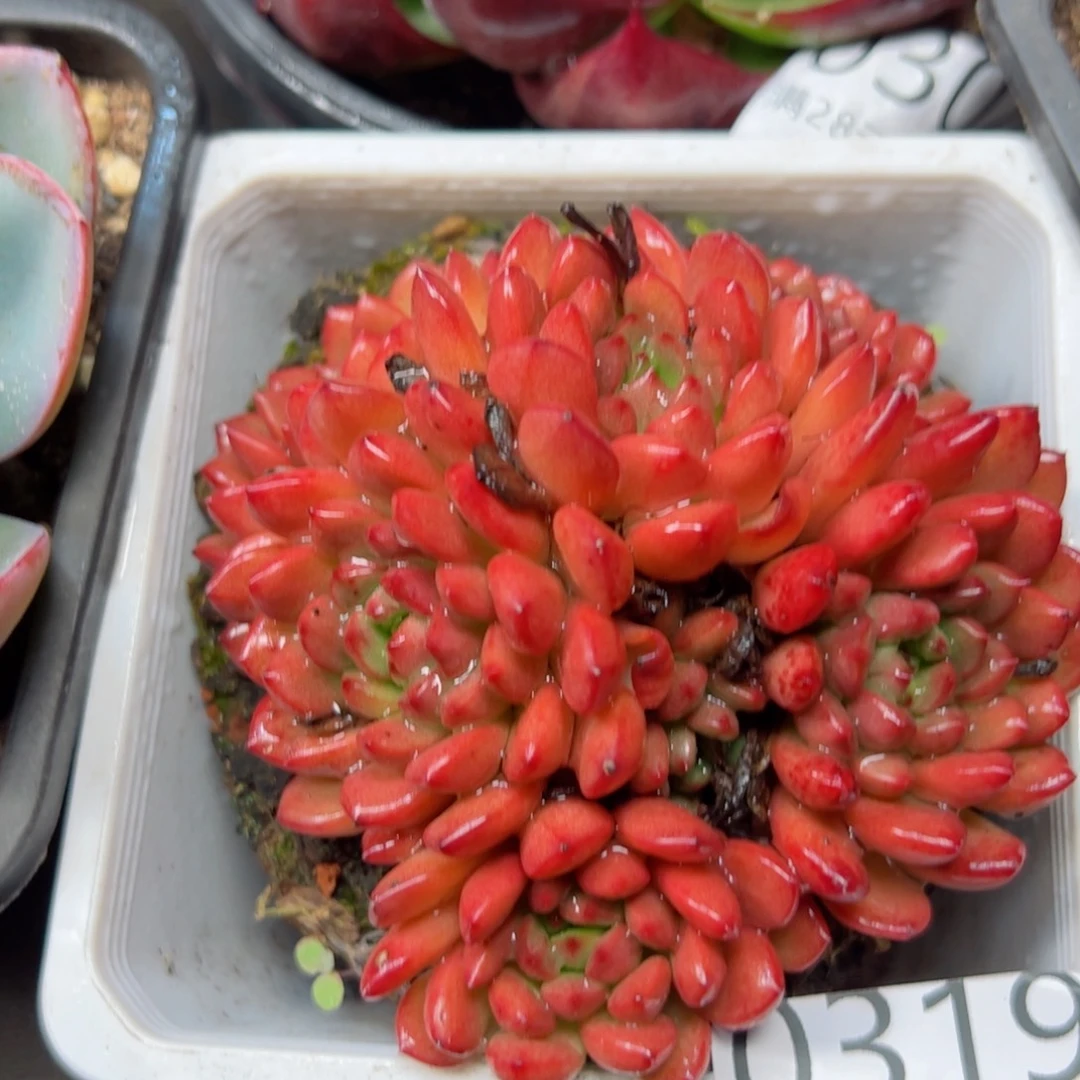 幸运的是我在这里