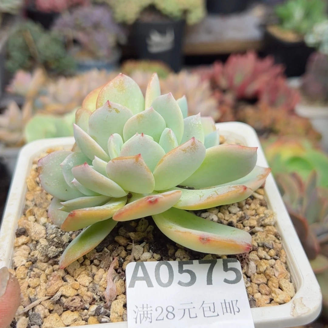 幸运的是我的朋友们一起