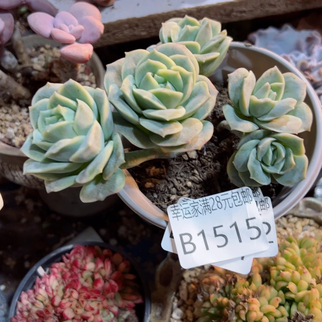 幸运的是我的朋友