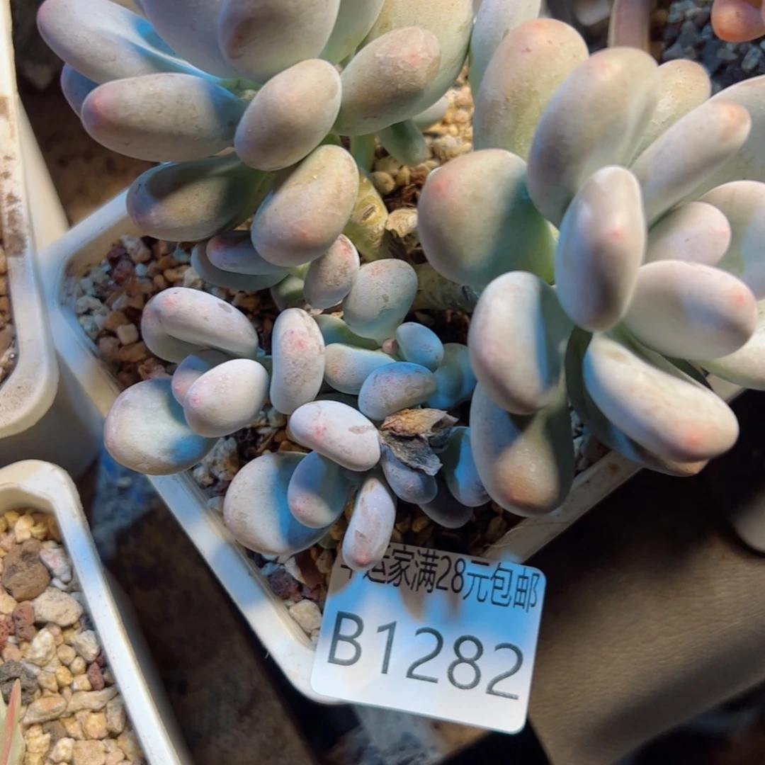 幸运的是我的朋友们