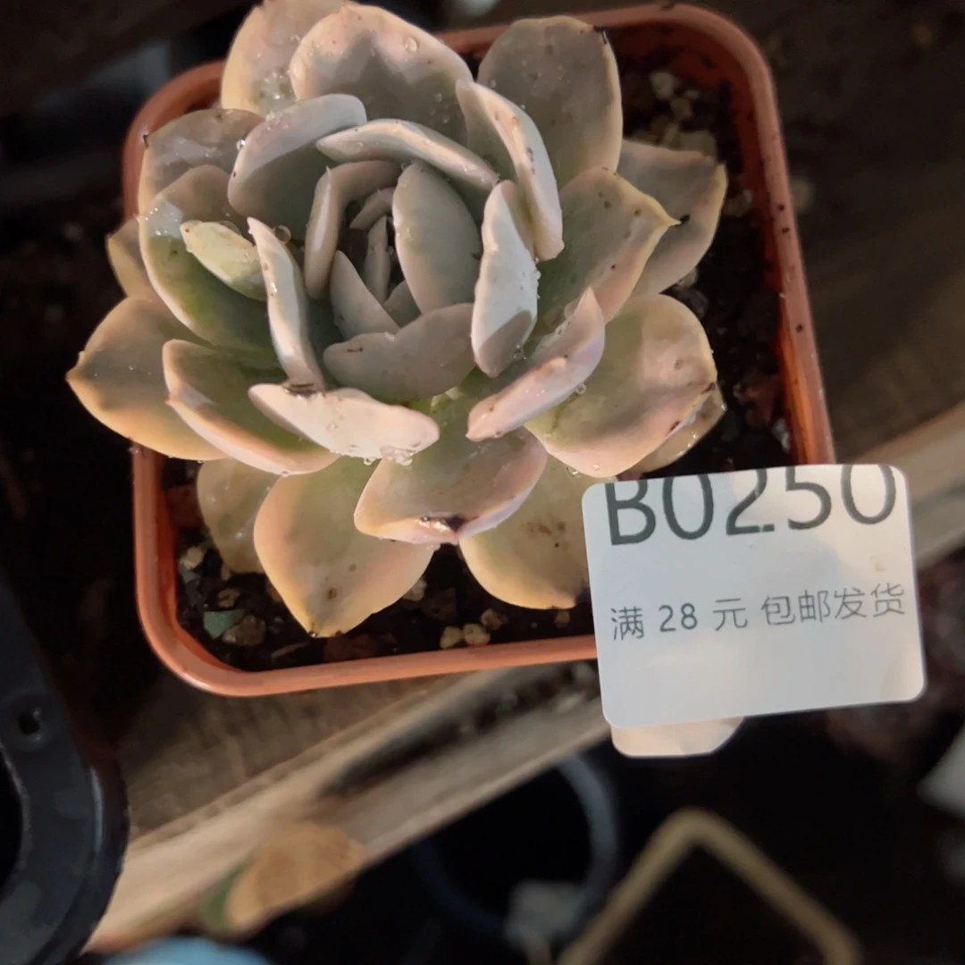 幸运的是我的朋友们