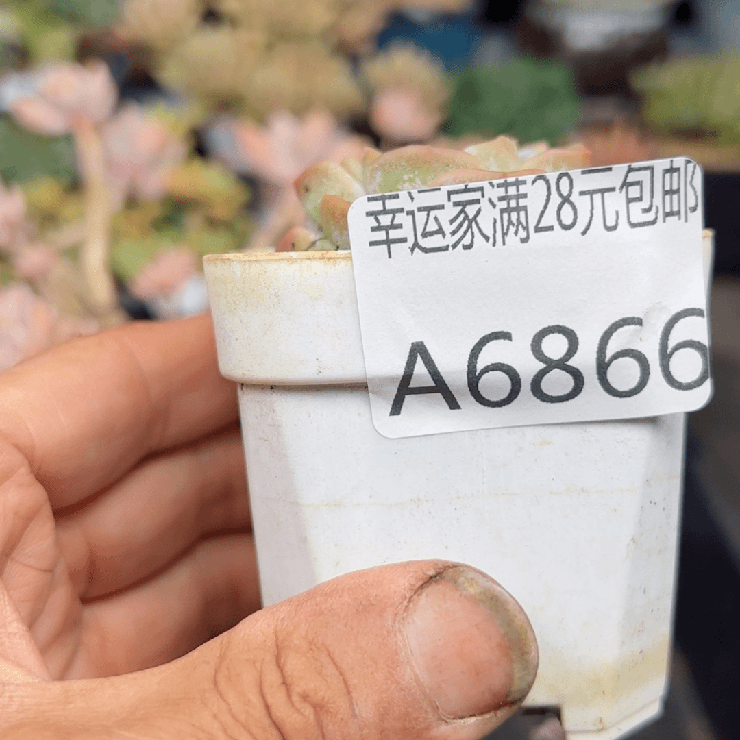 幸运的是我的朋友们