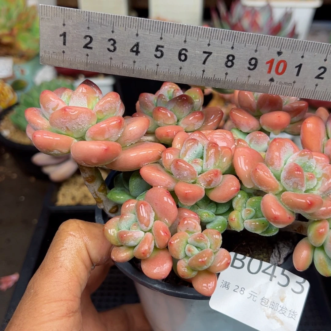 幸运的是我的朋友们