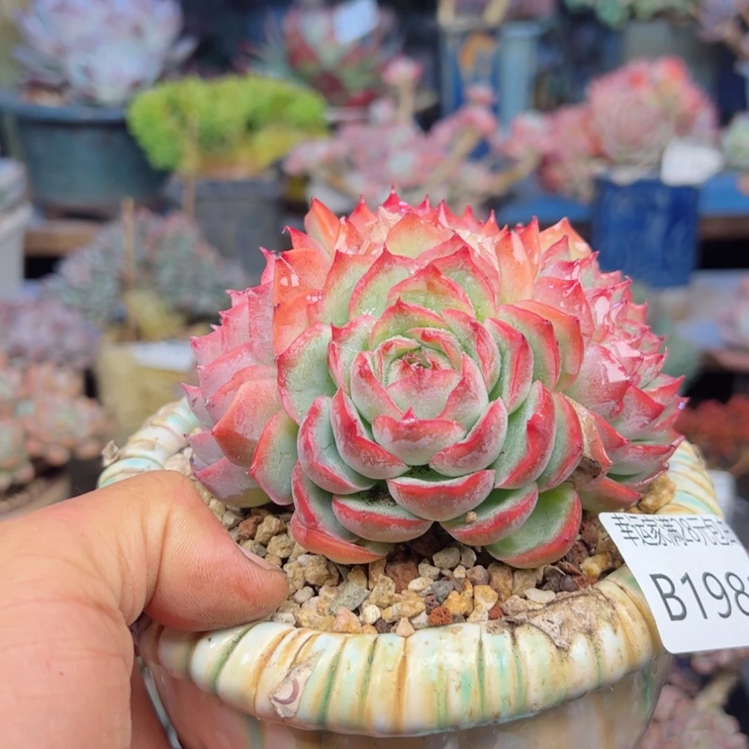 幸运的是我的朋友们