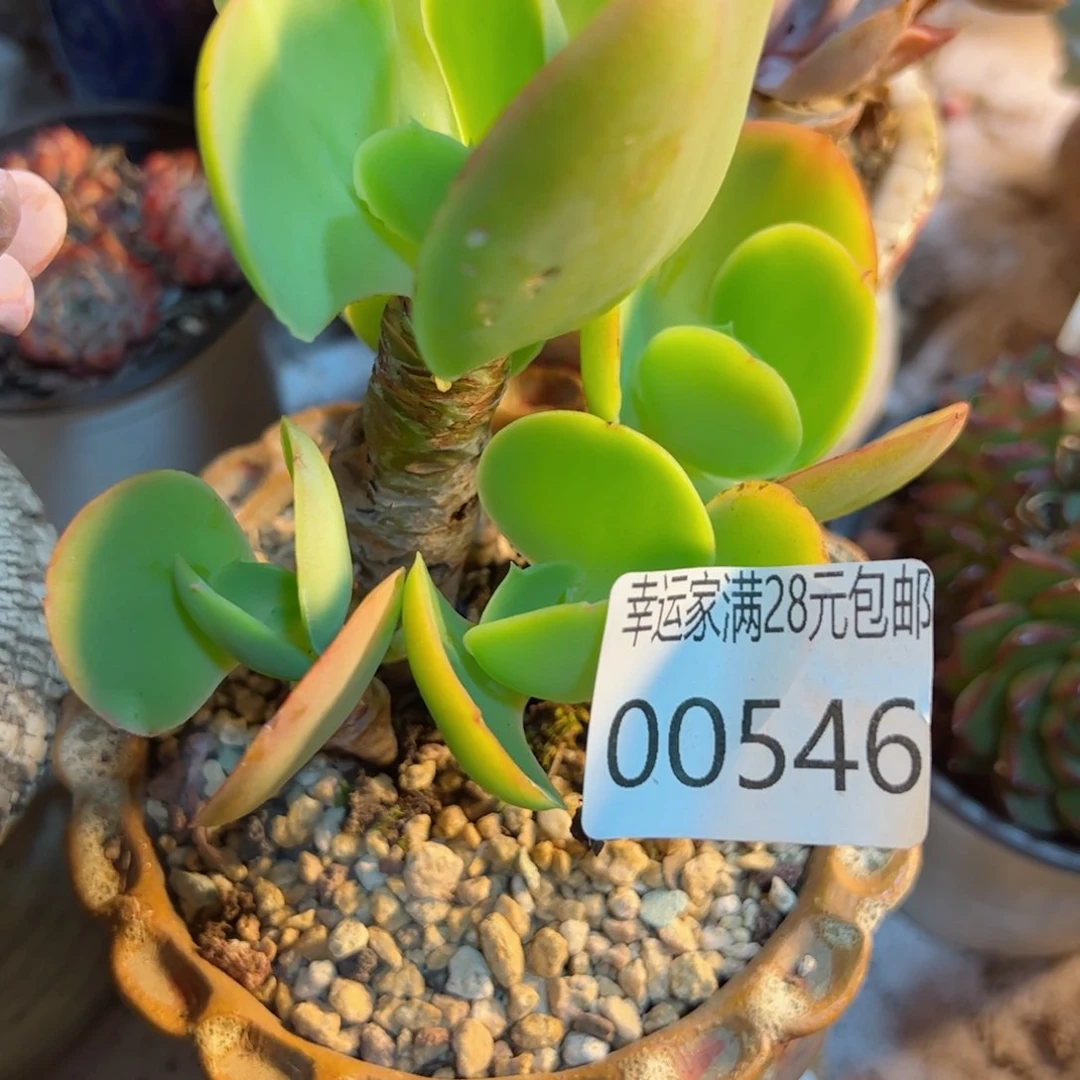 幸运的是我的朋友们都