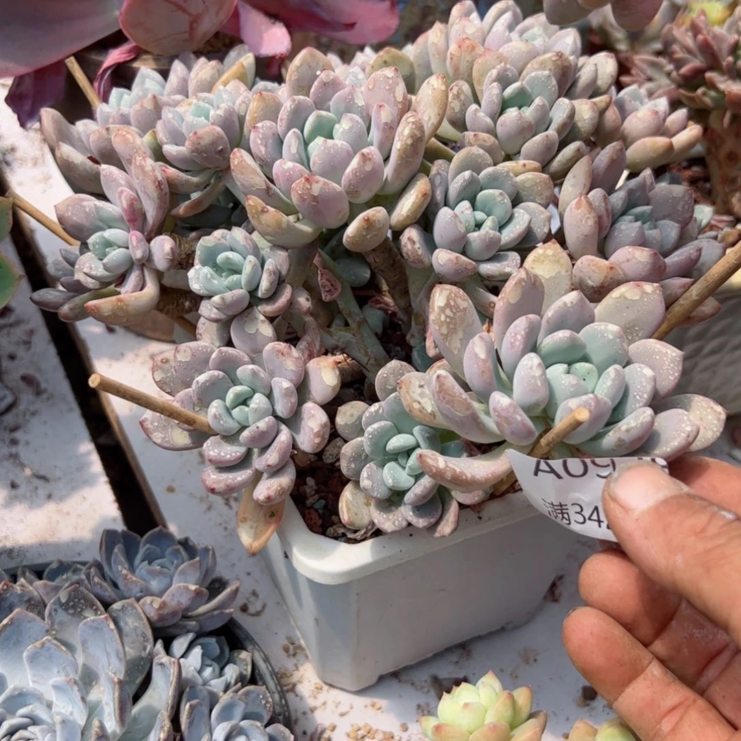 幸运的是我的朋友是