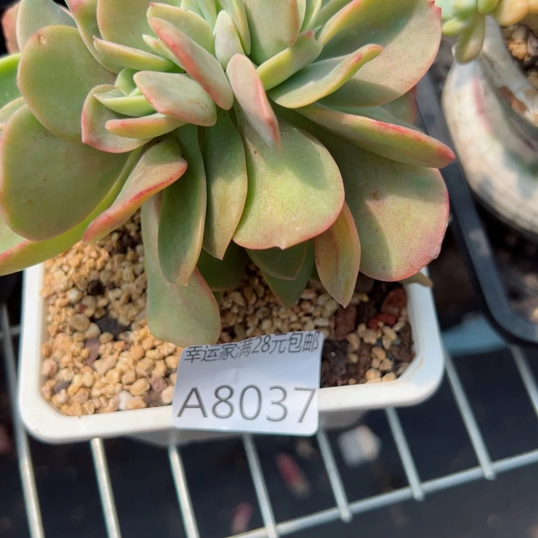 幸运的是我的朋友