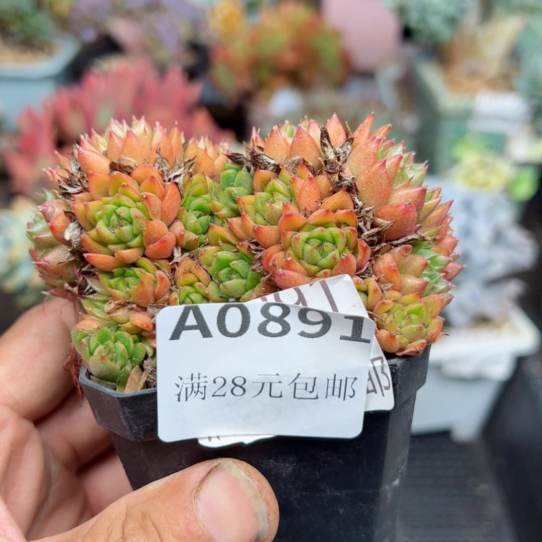 幸运的是我的朋友