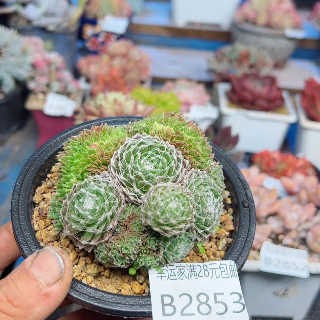 幸运的是我的朋友们