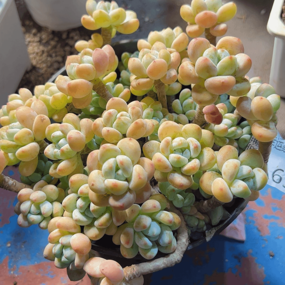 幸运的是我的朋友