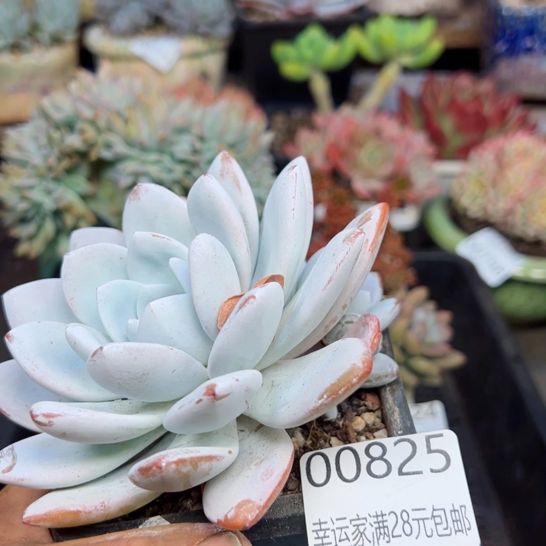 幸运的是我的朋友们