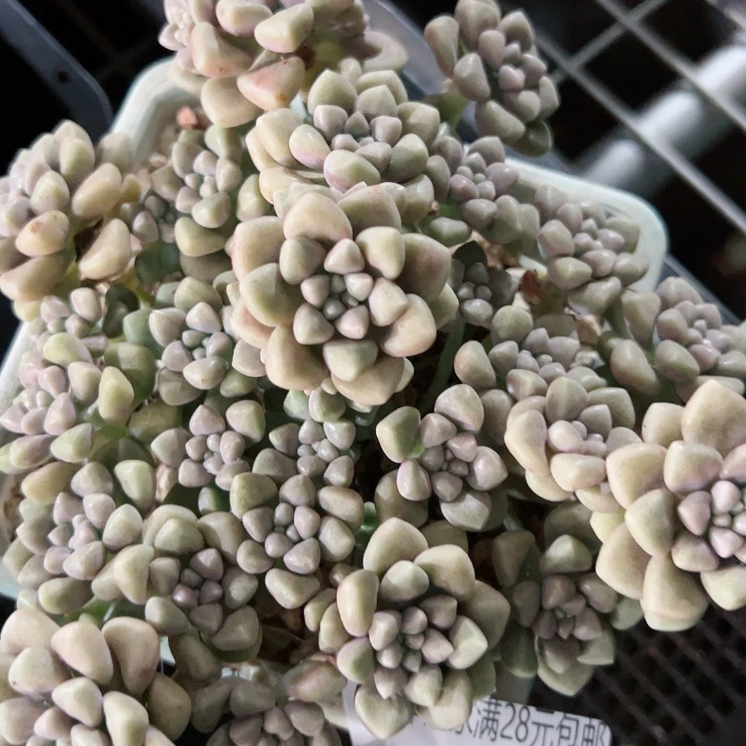 幸运的是我的朋友