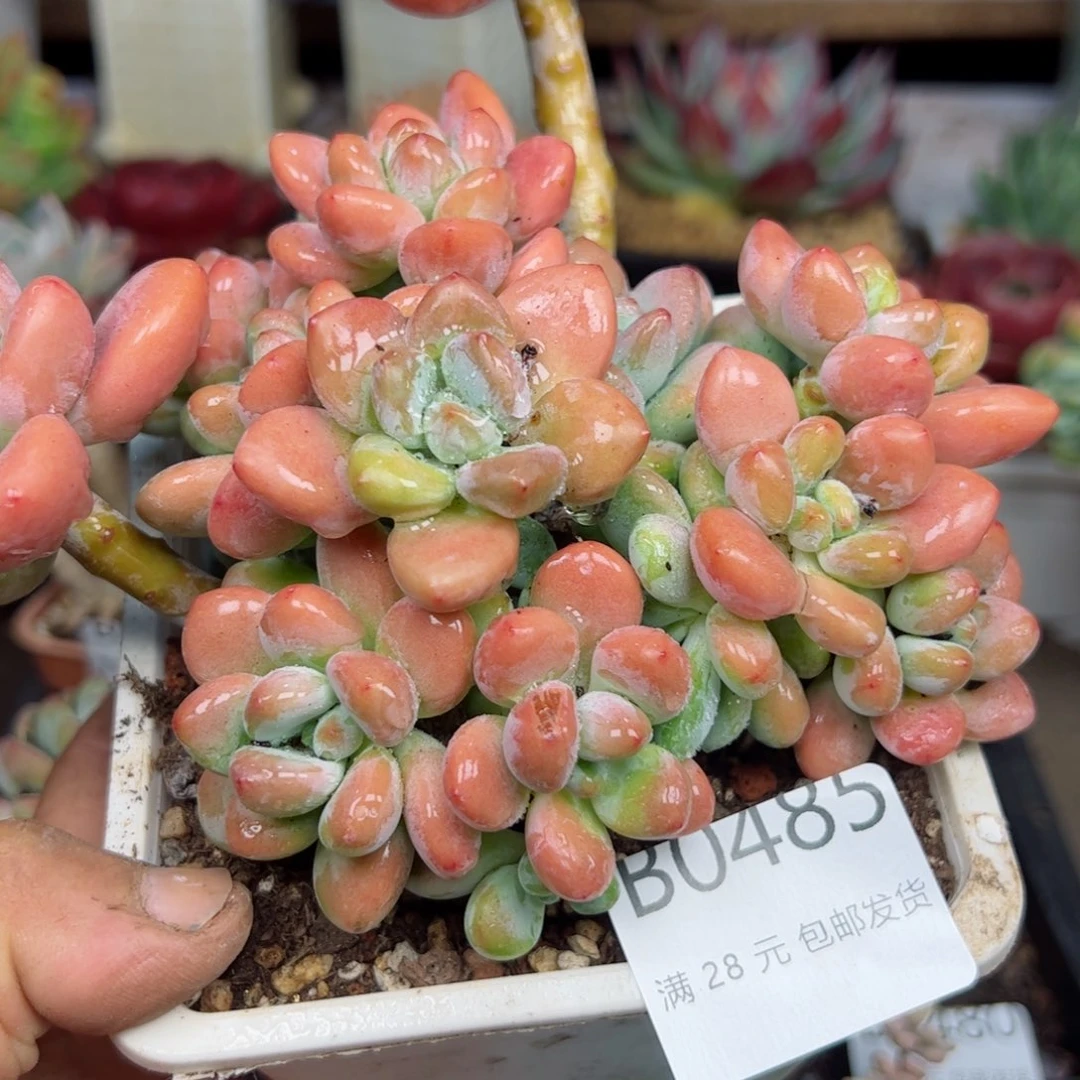 幸运的是我的朋友