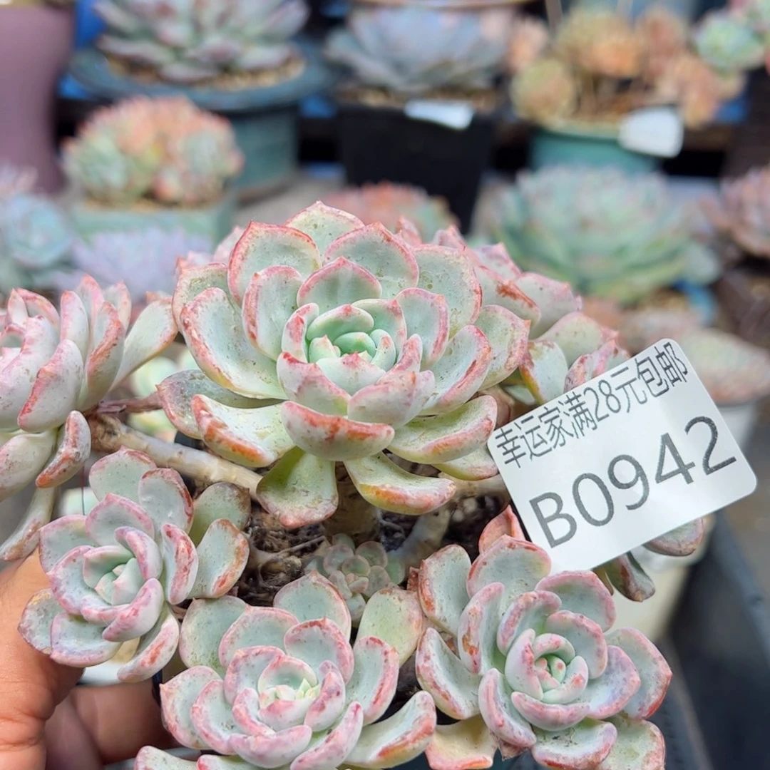 幸运的是我的朋友