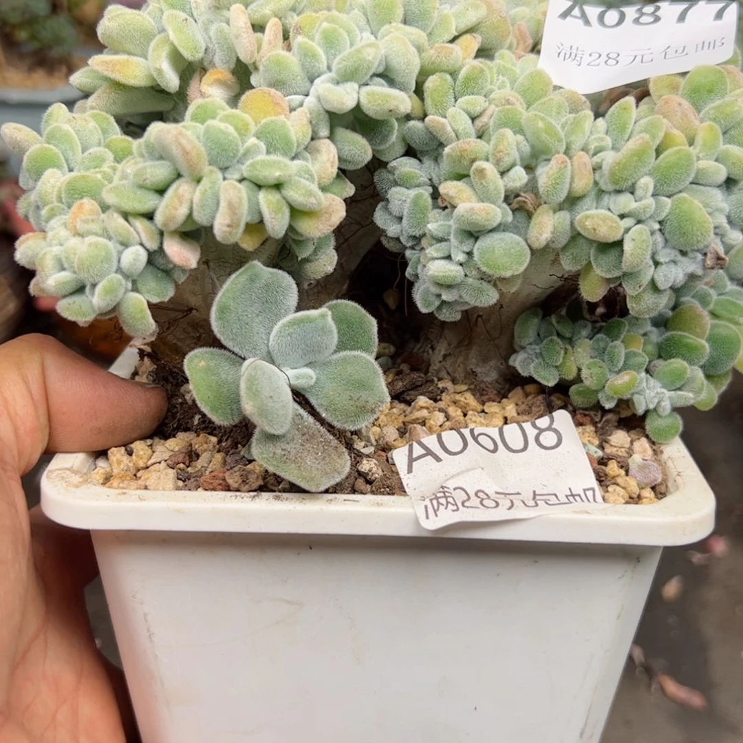 幸运的是我的朋友