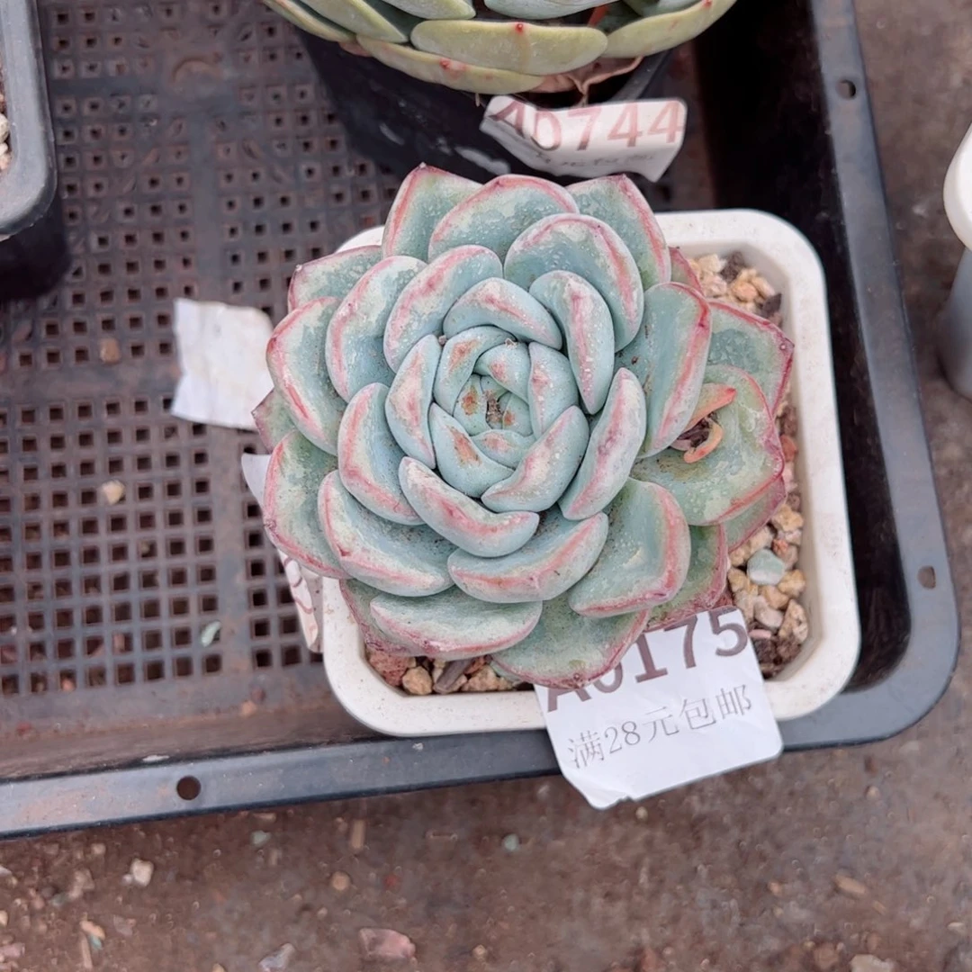 幸运颜色白色的颜色搭配