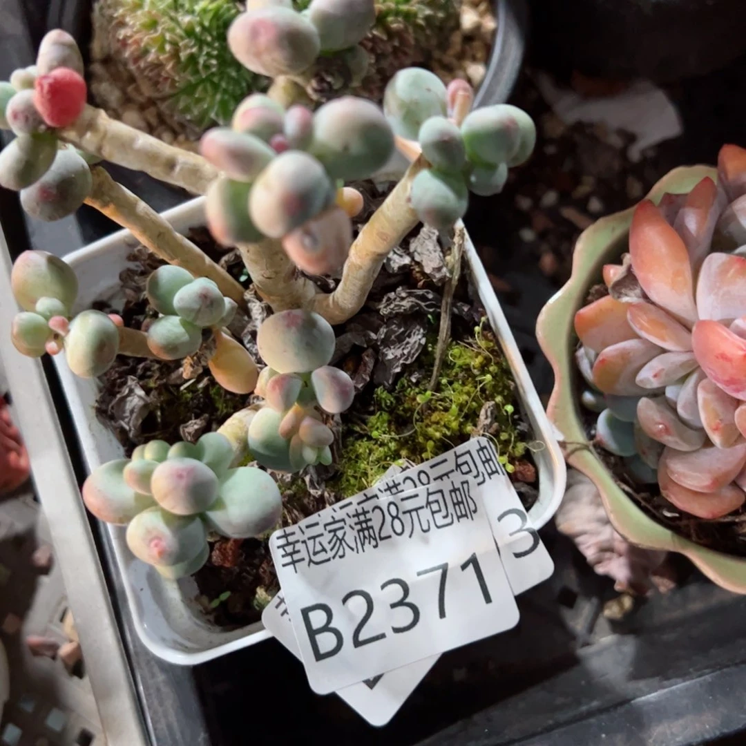 幸运的是我的朋友们