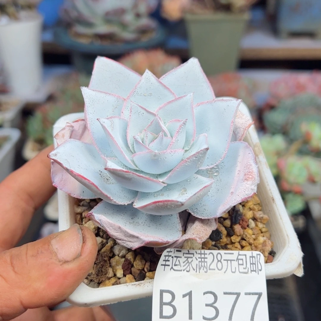 幸运颜色白色的小